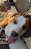 Labrador Retriever Puppies for sale in Fayetteville, GA 30214, USA. price: NA