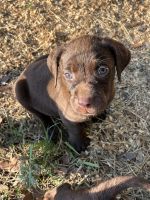Labrador Retriever Puppies for sale in Jacksonville, FL 32219, USA. price: $1,500
