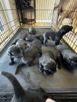 Labrador Retriever Puppies for sale in Garden Valley, ID 83622, USA. price: $800