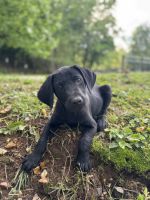 Labrador Retriever Puppies for sale in Amherst, VA 24521, USA. price: $250
