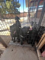 Labrador Retriever Puppies for sale in 19530 E Via De Olivos Dr, Queen Creek, AZ 85142, USA. price: $1