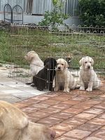 Labrador Retriever Puppies for sale in Wildwood, FL, USA. price: $900