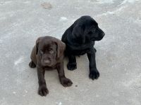 Labrador Retriever Puppies for sale in Yukon, OK, USA. price: $650