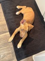 Labrador Retriever Puppies for sale in Webster, TX, USA. price: NA