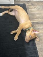 10 week old Lab/Pit Mix