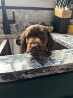 Labrador Retriever Puppies for sale in Manchester, NH, USA. price: $800