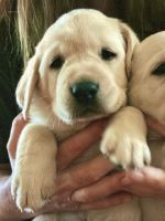 Labrador Retriever Puppies for sale in San Antonio, TX, USA. price: $1,500