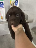 Labrador Retriever Puppies for sale in Metter, GA 30439, USA. price: $800