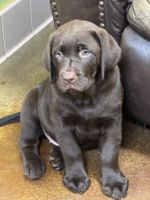 Labrador Retriever Puppies for sale in Thonotosassa, FL, USA. price: $950
