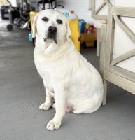 Akc English lab puppies