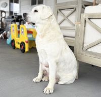 Akc English lab puppies