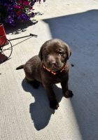 Labrador Retriever Puppies for sale in Ripon, WI 54971, USA. price: $1,000