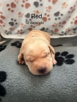 Labrador Retriever Puppies for sale in Otis Orchards-East Farms, WA, USA. price: $1,200