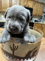Labrador Retriever Puppies for sale in De Berry, TX 75639, USA. price: $1,200