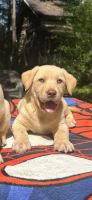 Labrador Retriever Puppies for sale in Jonesville, NC 28642, USA. price: $750