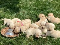 Labrador Retriever Puppies for sale in Columbia, TN 38401, USA. price: $400