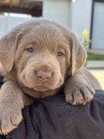 Labrador Retriever Puppies for sale in Yucaipa, CA, USA. price: $1,500