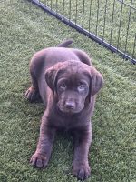 Labrador Retriever Puppies for sale in Las Vegas, NV 89183, USA. price: NA