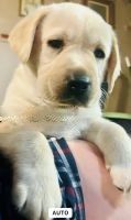 Labrador Retriever Puppies for sale in Philadelphia, PA, USA. price: $900