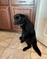 Looking for a loyal, gentle, and joyful best friend? Our gorgeous 4-ye