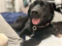 Looking for a loyal, gentle, and joyful best friend? Our gorgeous 4-ye