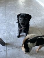 Looking for a loyal, gentle, and joyful best friend? Our gorgeous 4-ye