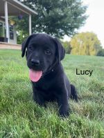Labrador Retriever Puppies for sale in Fredericksburg, OH 44627, USA. price: $1,200