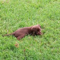 Labrador Retriever Puppies for sale in La Grange, KY 40031, USA. price: NA