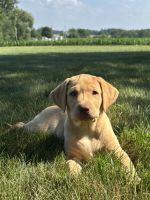 Labrador Retriever Puppies for sale in Fredericksburg, OH 44627, USA. price: $1,200