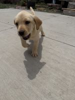 Labrador Retriever Puppies for sale in Manassa, CO, USA. price: $600
