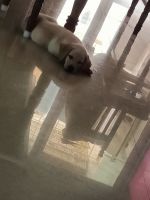 Labrador Retriever Puppies for sale in Whitefield, Bengaluru, Karnataka, India. price: 10,000 INR