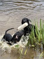 Labrador Retriever Puppies for sale in Harpers Ferry, WV 25425, USA. price: $1,500