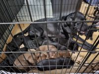 Labrador Retriever Puppies for sale in Granite Falls, WA 98252, USA. price: $50