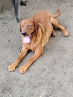 Labrador Retriever Puppies for sale in Westville, FL, USA. price: $300