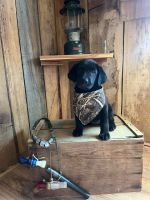 Labrador Retriever Puppies for sale in Athens, AL, USA. price: $700