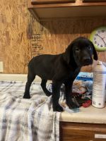 Male black Labrador retriever puppy