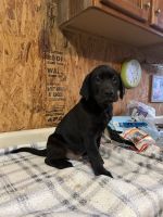 Male black Labrador retriever puppy