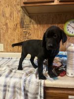 Labrador Retriever Puppies for sale in Sabetha, KS 66534, USA. price: $600