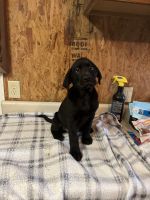 Male black Labrador retriever puppy