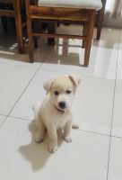 Labrador Retriever Puppies for sale in Panvel, Navi Mumbai, Maharashtra, India. price: 15,000 INR