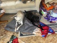 Labrador Retriever Puppies for sale in Farwell, MI 48622, USA. price: NA