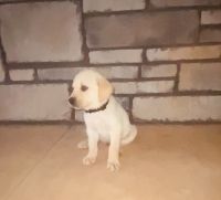 Labrador Retriever Puppies for sale in Earlsboro, OK 74840, USA. price: $600