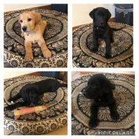 Labrador Retriever Puppies for sale in Las Cruces, NM, USA. price: $500