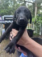 Labrador Retriever Puppies for sale in New Bern, NC 28560, USA. price: $300