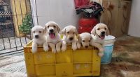 Labrador Retriever Puppies for sale in T. Nagar, Chennai, Tamil Nadu, India. price: 8,000 INR