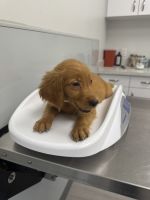 Labrador Retriever Puppies for sale in St Cloud, FL, USA. price: $799