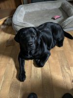 Labrador Retriever Puppies for sale in Mapleton, ME, USA. price: $2,200