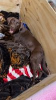 Labrador Retriever Puppies for sale in Cross Plains, WI 53528, USA. price: $1,500