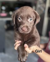 Labrador Retriever Puppies for sale in Dublin, Ireland. price: 420 EUR