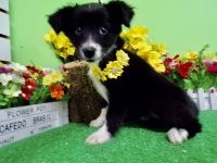 Labrador Retriever Puppies for sale in 6931 Calumet Ave, Hammond, IN 46324, USA. price: $150